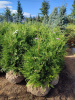 553f3765-c031-4c20-ab05-d211cf89